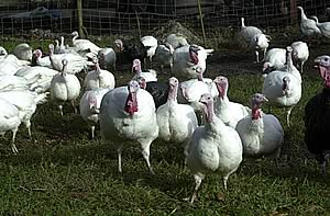 turkeys